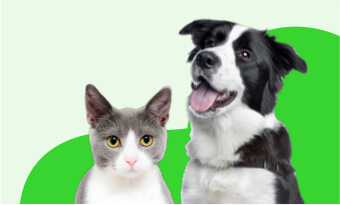 Best dog insurance and cat insurance plan