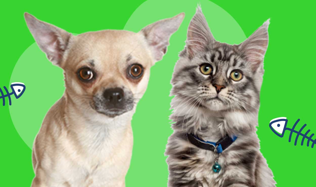 Choosing the right pet for your lifestyle